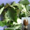 China Birch Leaf Extract 1