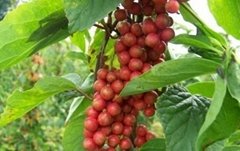 Schizandra Berry Extract