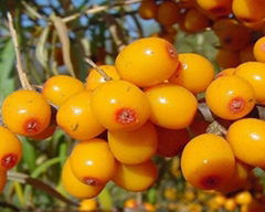 Sea Buckthorn Oil