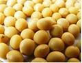 Soybean Extract 2