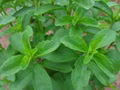 Stevia Leaf Extract 2