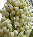 Yucca Extract 1