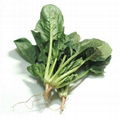 Spinach Extract;Spinage Extract  CAS#: 90131-25-2