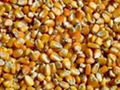 Sell - Yellow Corn