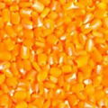 Sell - Yellow hominy 1