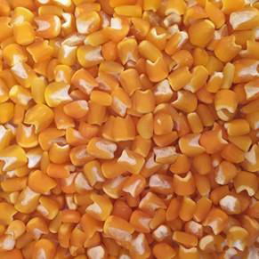 Sell - Yellow hominy 2