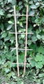 bamboo trellis