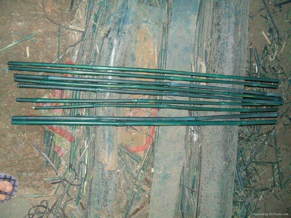 green dyed bamboo poles 3