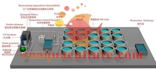 recirculating aquaculture system for industrial fish farming