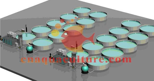 recirculating aquaculture system for industrial fish farming 2