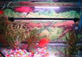 LED aquarium light arowana light submersible light RGB 4