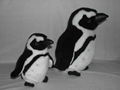 Stuffed 8" Standing Penguin Plush Toy Wild Animal Toy