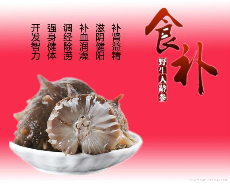 俄罗斯海参批发 3
