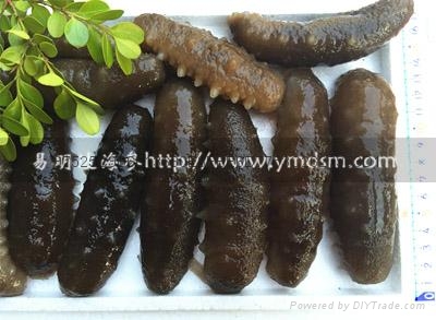 淡干海参厂家 4