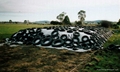 Silage bunker cover film 