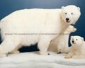 俄羅斯CITES証書進口帶頭北極熊皮/標本