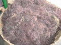 sell Gracilaria sales2ATsovimexcoDOTcom 1