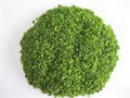 sell Sea ulva lactuca sales2ATsovimexcoDOTcom