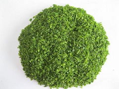 sell Sea ulva lactuca