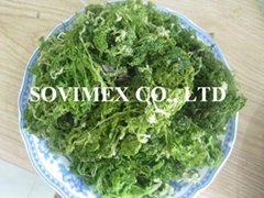 Sell Sea Ulva Lactuca seaweed for feed