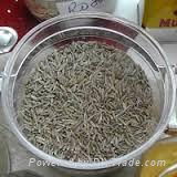 Cumin seeds