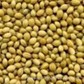 Coriander seeds 1