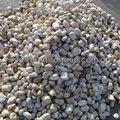 soybean yellow pebble stone