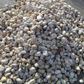 soybean yellow pebble stone 5