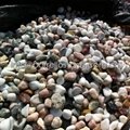 mixed color garden pebble 5