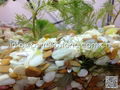 natural color aquarium pebble 5