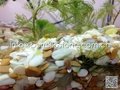 natural color aquarium pebble