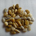 high polished yellow pebble stone