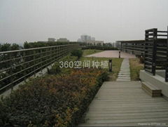 Green roof garden 