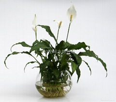 Spathiphyllum kochii