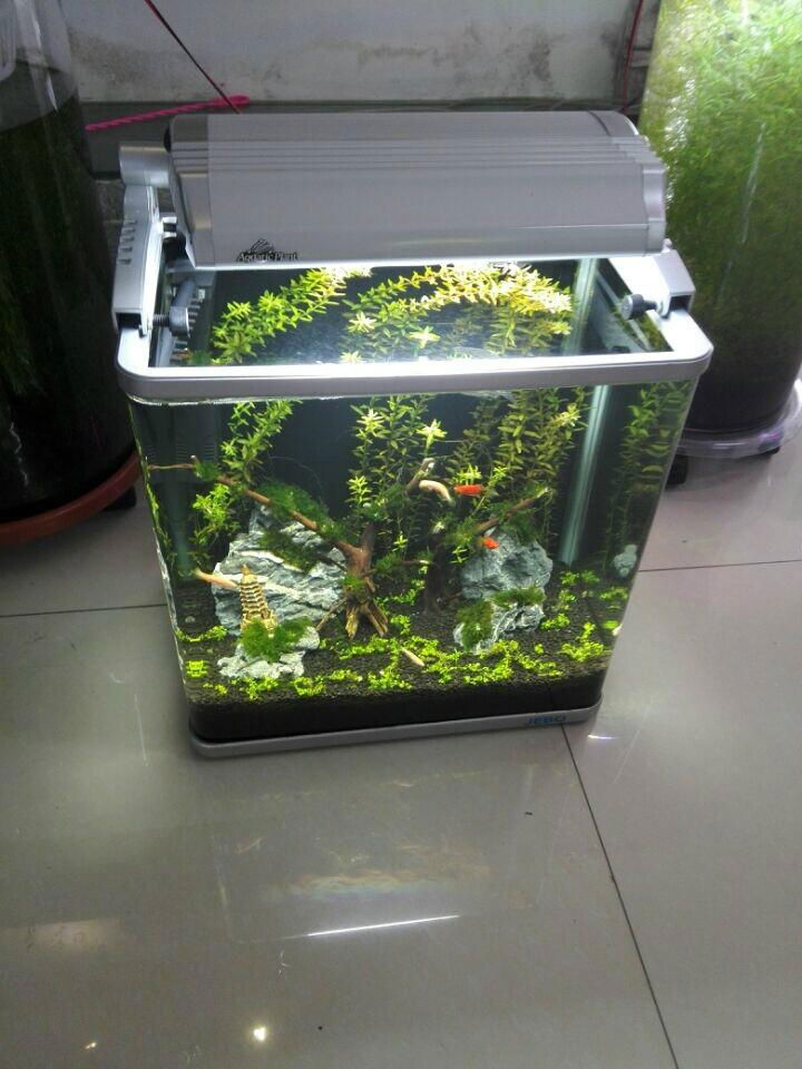 水草生态鱼缸 3
