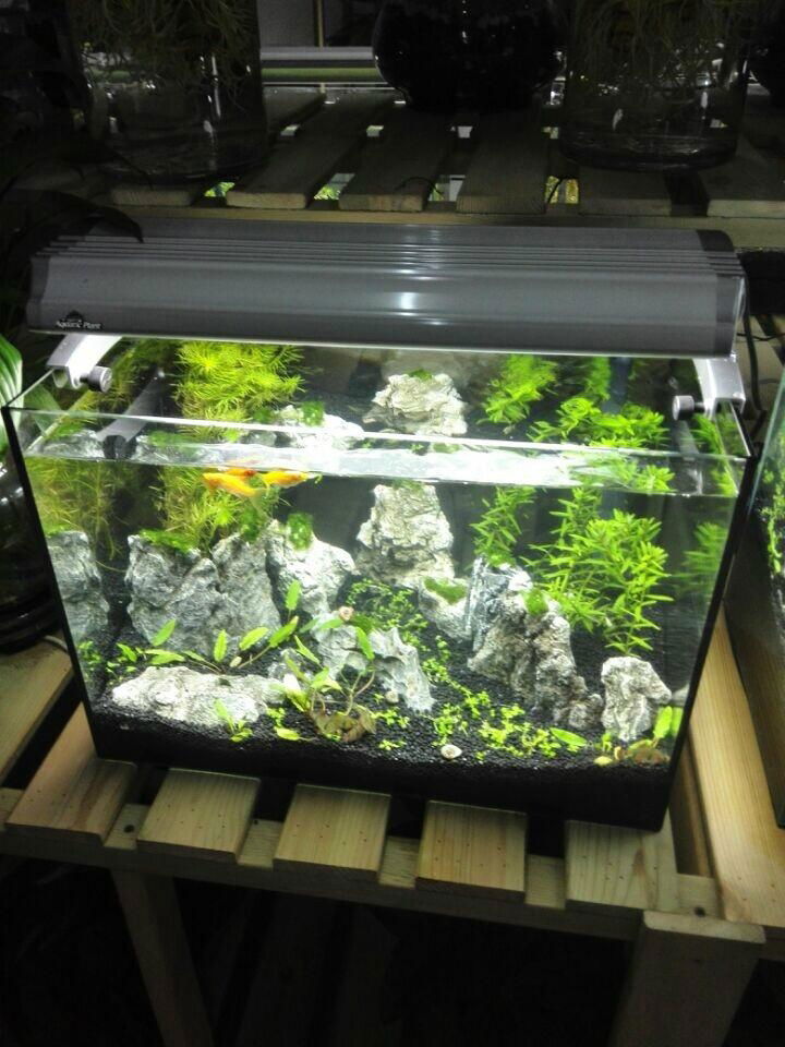 水草生态鱼缸 2