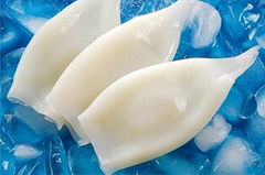 frozen squid tube