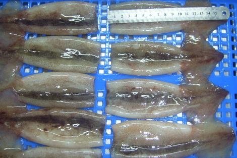 frozen squid tube 5