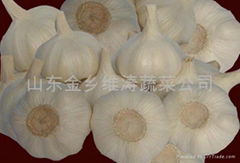 GARLIC HEIGHT QUALITY OF EXPORT