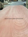 rotary cut okoume veneer backing veneer 1