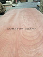 rotary cut okoume veneer backing veneer