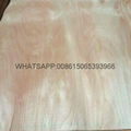 rotary cut okoume veneer backing veneer 4