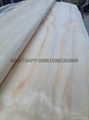  Pine Veneer Rotary Cut Pine Veneer Backing Veneer 3