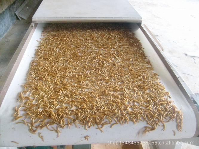 Microwave mealworm insecticidal drying equipment