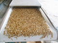 Microwave mealworm insecticidal drying