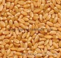 Whole Wheat