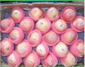 Customed Colorful Different Sizes Fruit Packaging Foam Net 4