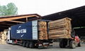 European Beech lumber 1