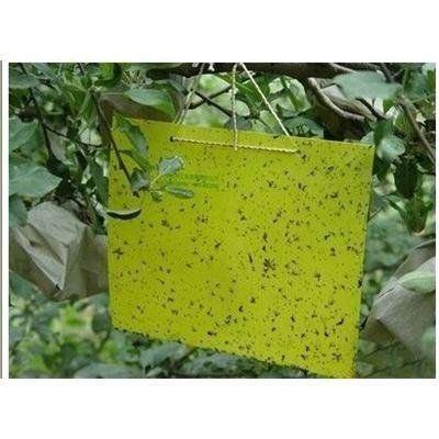 Thrips Whitefly Glue Paper Stick Insect Yellow BLUE Board/sticky Paper