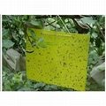 Thrips Whitefly Glue Paper Stick Insect Yellow BLUE Board/sticky Paper